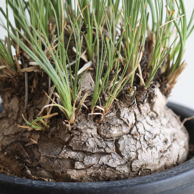 カリバナス フーケリー | hanayoshi-botanical