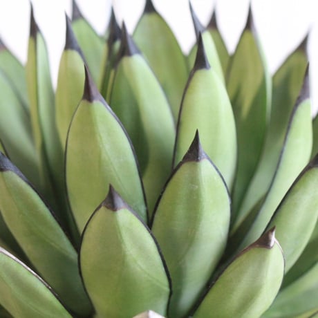 Agave Royal Spine アガベ・ロイヤルスピン