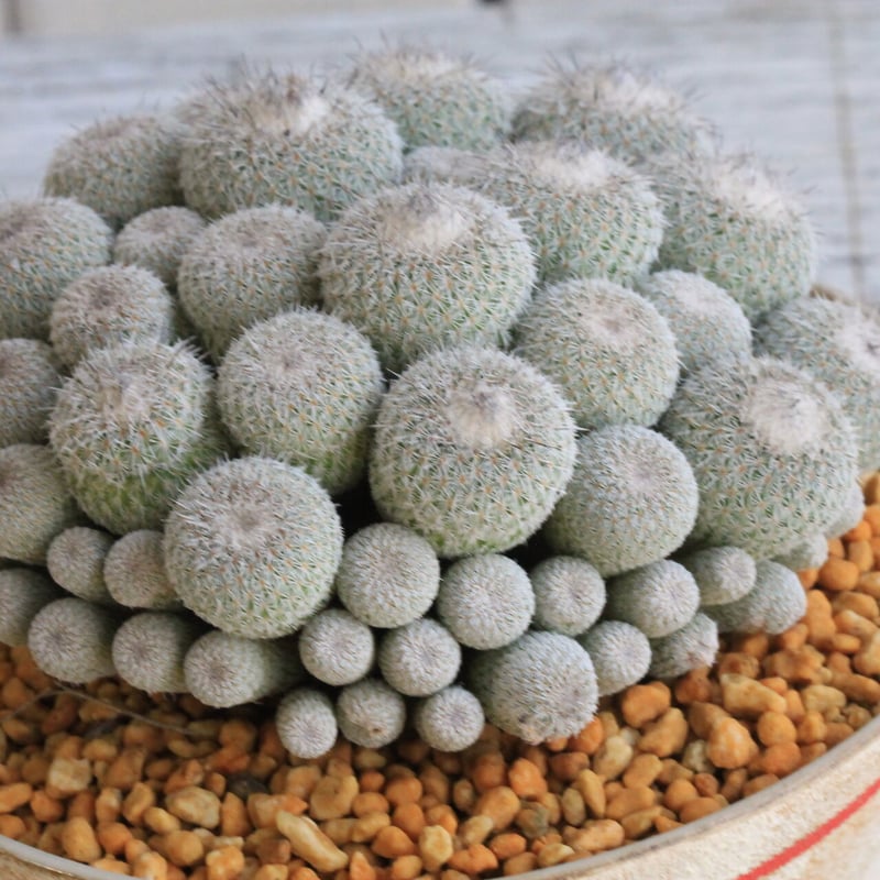 エピテランサ かぐや姫 yaji2ポット | hanayoshi-botanical