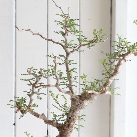 Commiphora　モンストローサ
