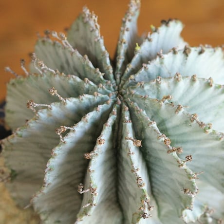 Euphorbia horrida アルバ