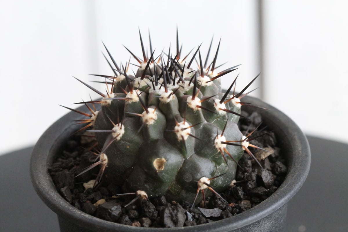 コピアポア 黒王丸（接ぎ木） | hanayoshi-botanical