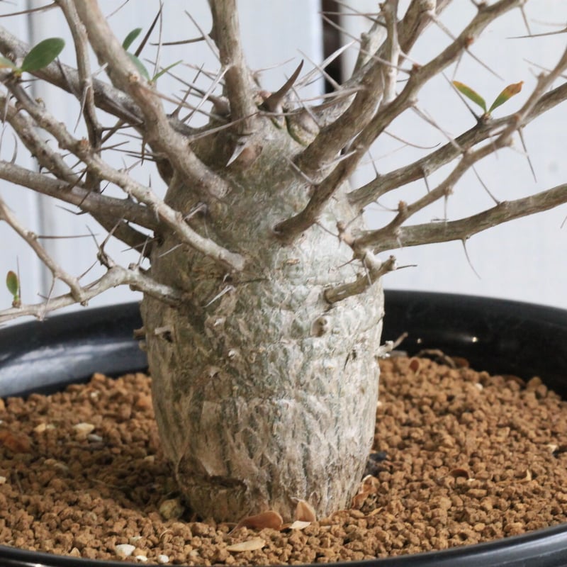 フォークイエリア コルムナリス 観峰玉 | hanayoshi-botanical