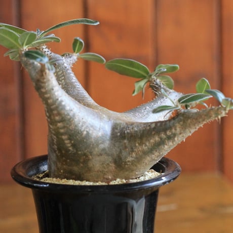 pachypodium cactipes パキポディウム　カクティペス