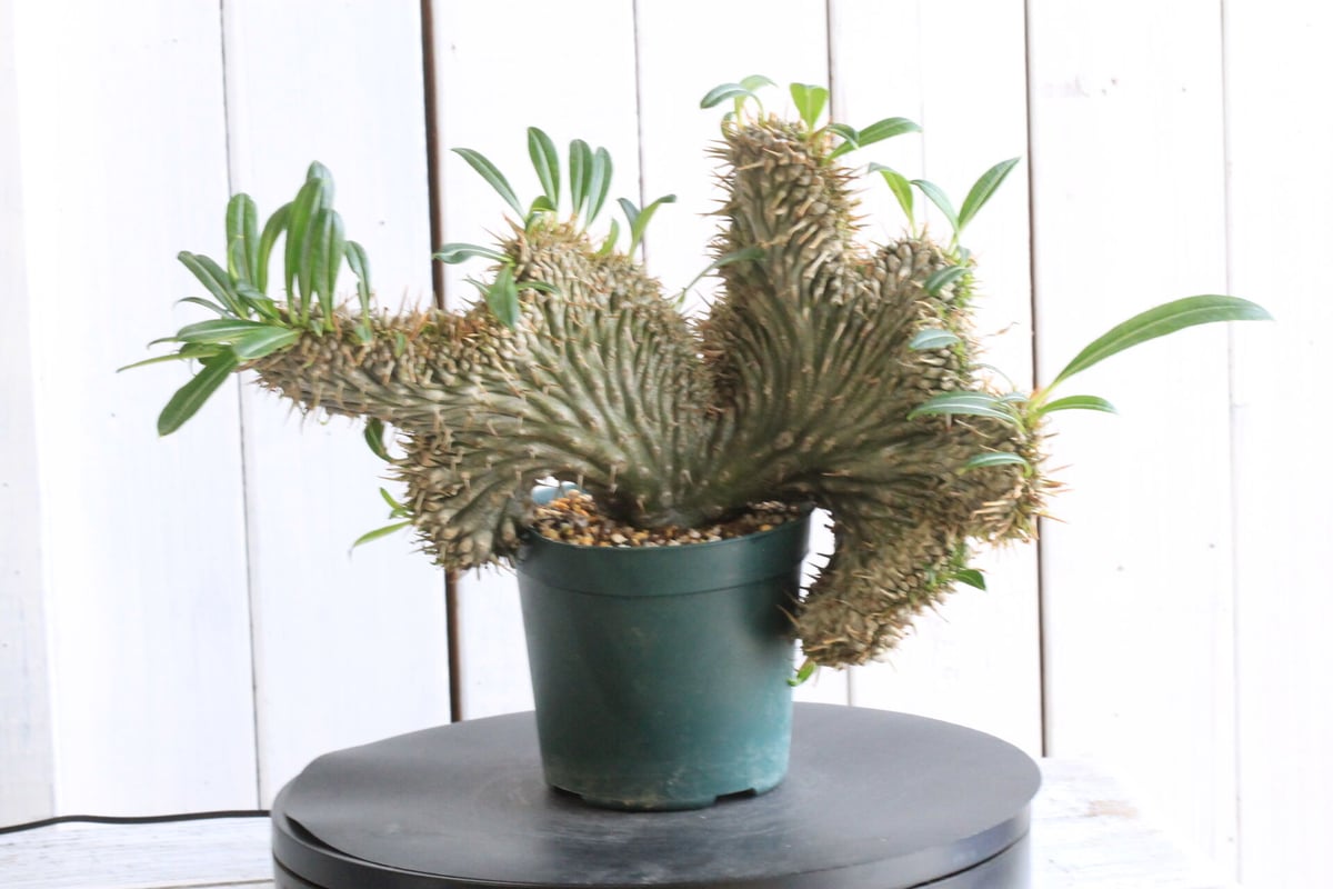 パキポディウム ラメリー  綴化（クリスタータ） 植物】パキポディウム ラメリー クリスタータ 接木 タイ実生株 1