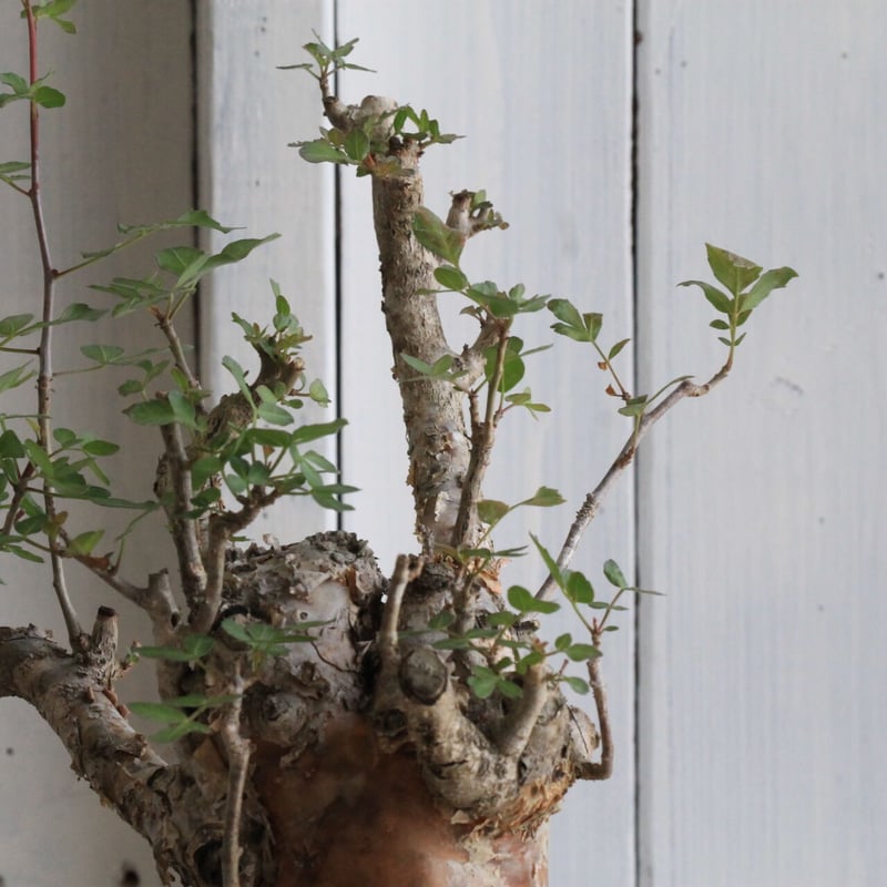 ブルセラ ファガロイデス Bursera fagaroides ブルセラ ファガロイデス Bursera fagaroides no.90121 | 芽の巣山
