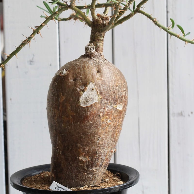 パキポディウム サキュレンタム | hanayoshi-botanical