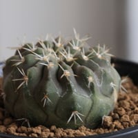 コピアポア　コルムナ　アルバ（実生）