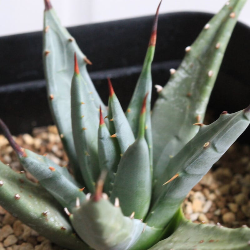 アガベ　ユタエンシス　ドワーフ 妖炎×姫嚴龍🔥 （ユタエンシス×ドワーフ） よく育ってくれてます