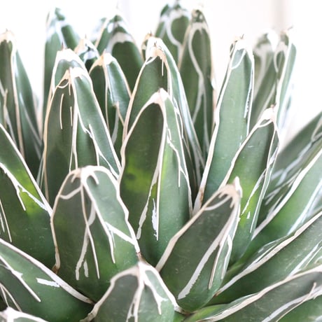 Agave 特選笹の雪