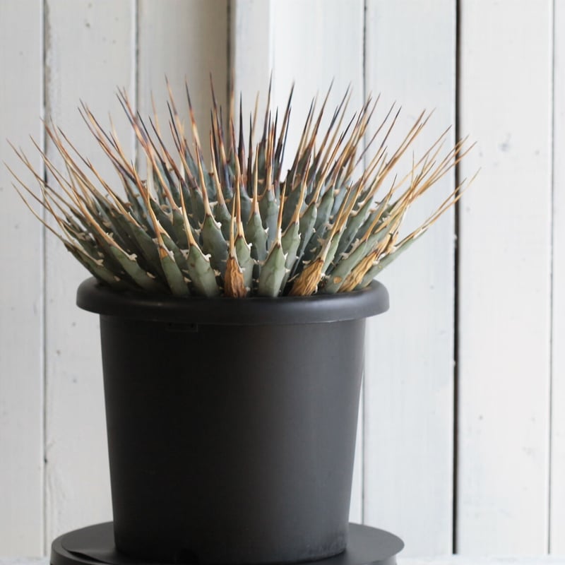 アガベ ユタエンシス ネバデンシス | hanayoshi-botanical