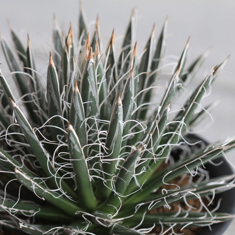 【アガベ】姫乱雪　超特選株 アガベ】姫乱雪 超特選株