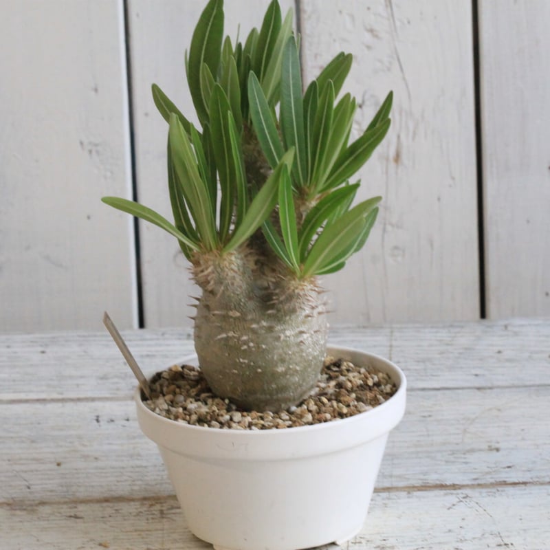 パキポディウム イノピナツム 国内管理10年超 パキポディウム イノピナツム Pachypodium inopinatum - Special