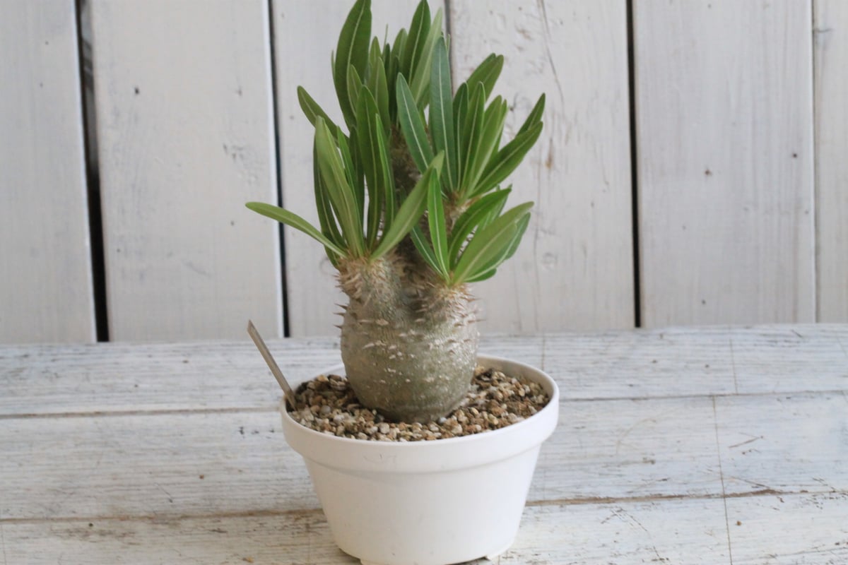 パキポディウム イノピナツム | hanayoshi-botanical