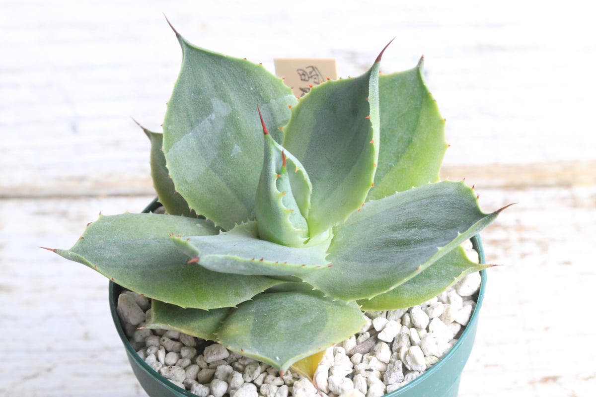 アガベ 雷神錦（広葉）① | hanayoshi-botanical