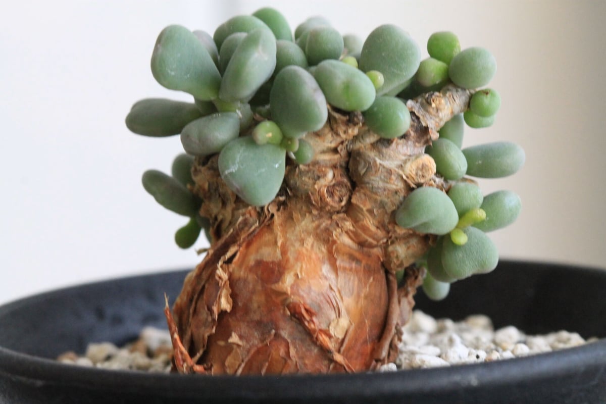 最終値下げ‼️ ケラリアピグマエア現地株 最終値下げケラリアピグマエア現地株鶴仙園鉢付きコーデックス塊根植物