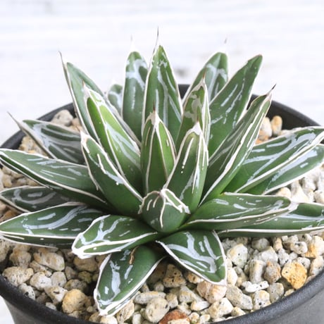 児玉姫笹の雪　アガベ　氷山　姫笹の雪 児玉姫笹の雪 | STORES