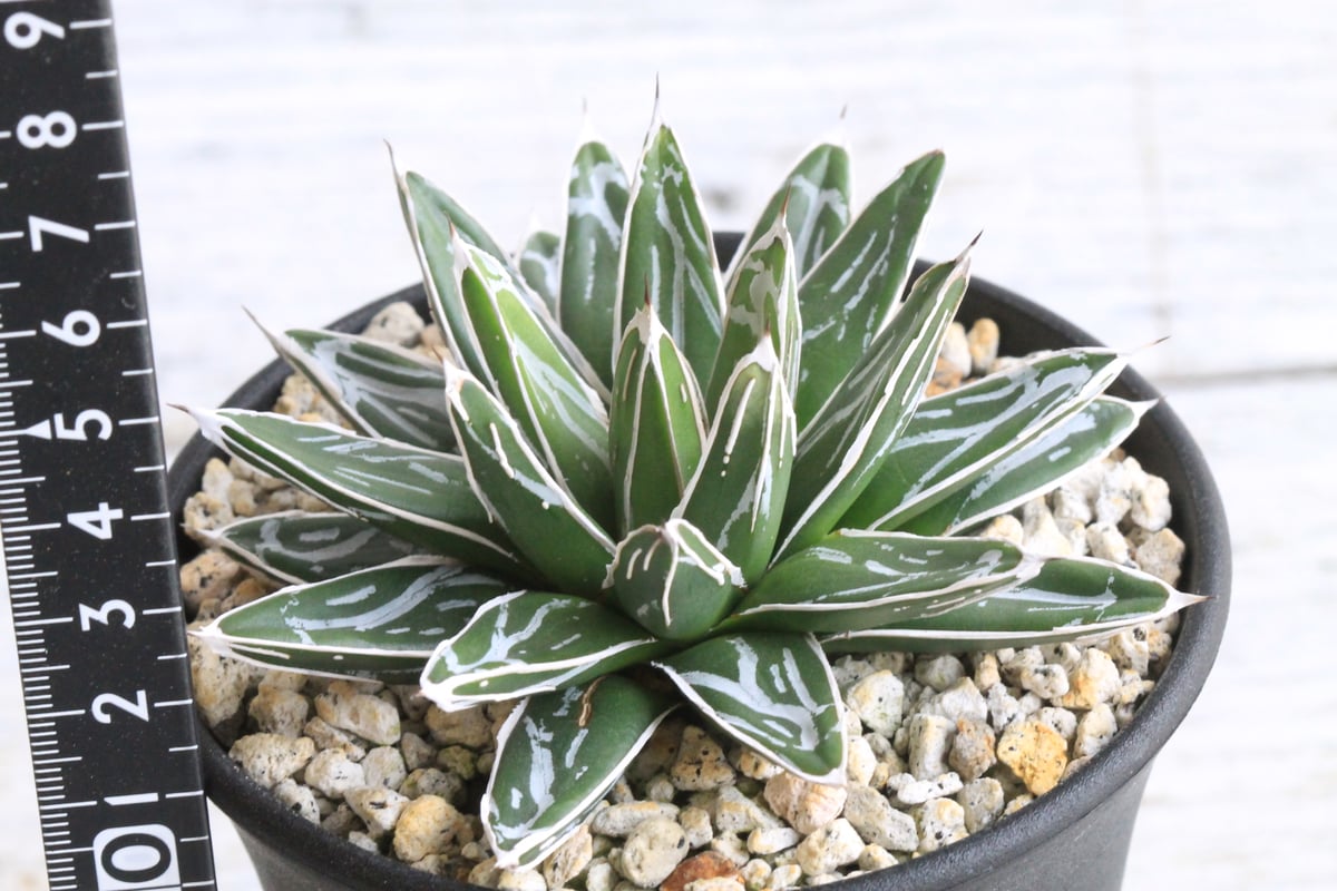 アガベ 児玉姫笹の雪② | hanayoshi-botanical