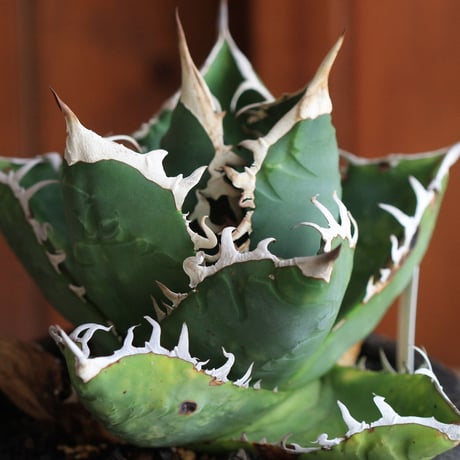 Agave　チタノータ　ホワイトシャーク（選抜）