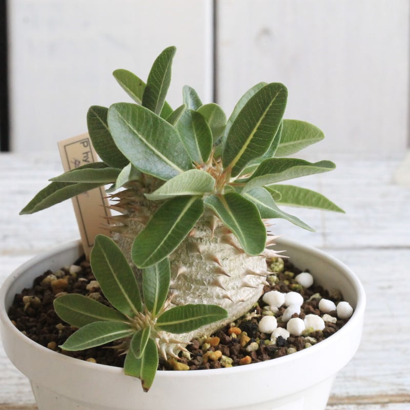 パキポディウム タッキー大黒×タッキー① | hanayoshi-botanical