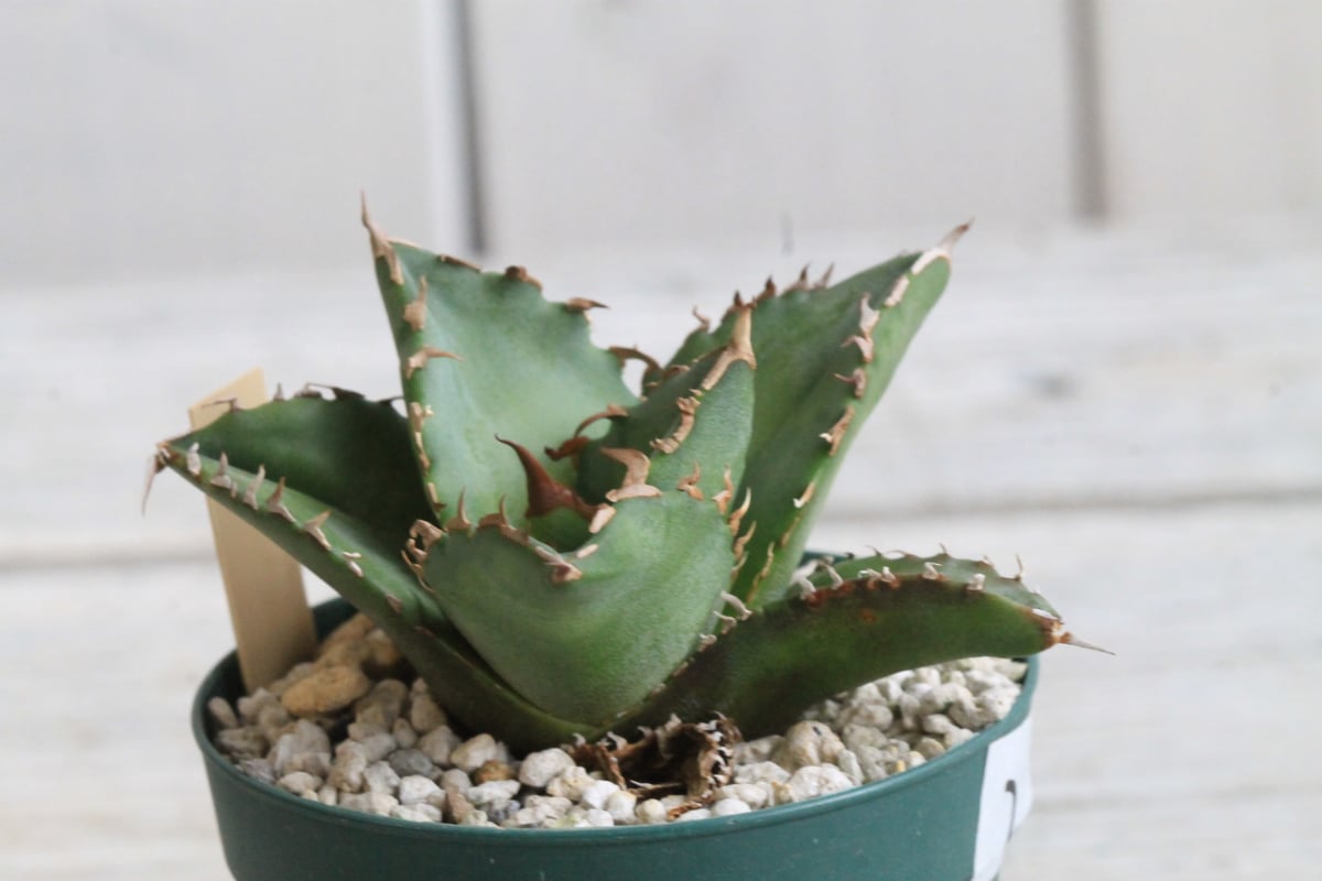 アロエ ピランシー （パキポディウム アガベ グラキリス