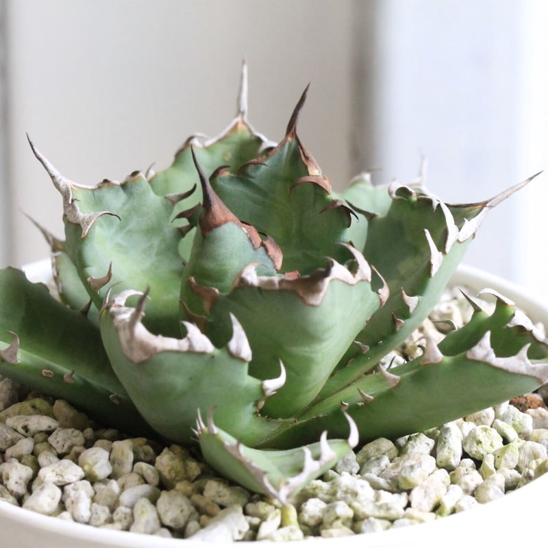 アガベチタノタＮＯ.1 中株【5】 アガベ チタノタ NO.1 | hanayoshi-botanical