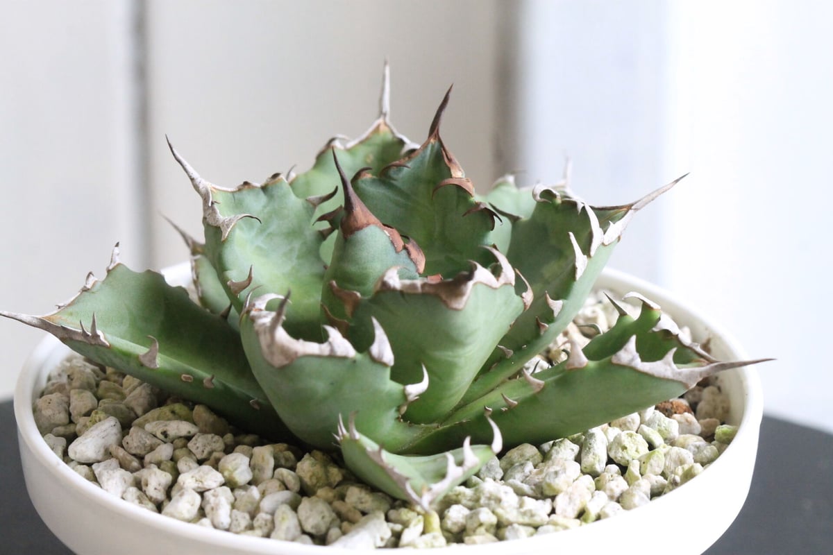 アガベ　チタノタ　スパチタ① アガベ チタノタ スーパーワン① | hanayoshi-botanical