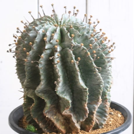 CATEGORY ユーフォルビア | hanayoshi-botanical CATEGORY ユーフォルビア | hanayoshi-botanical