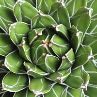 ユッカ アロイフォリア（中斑） | hanayoshi-botanical