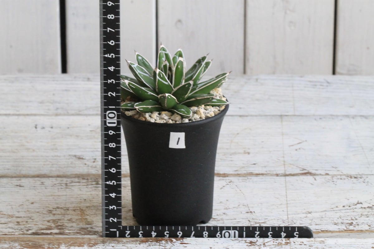 アガベ 極姫笹の雪① | hanayoshi-botanical