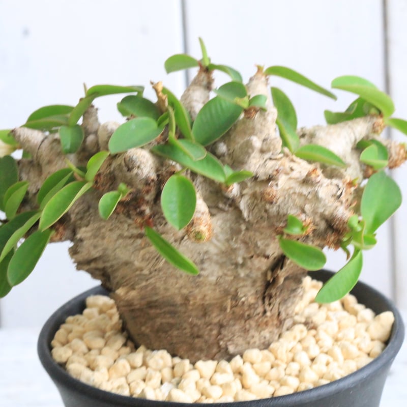 ユーフォルビア プリムリフォリア | hanayoshi-botanical