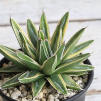 アガベ サングロー① | hanayoshi-botanical