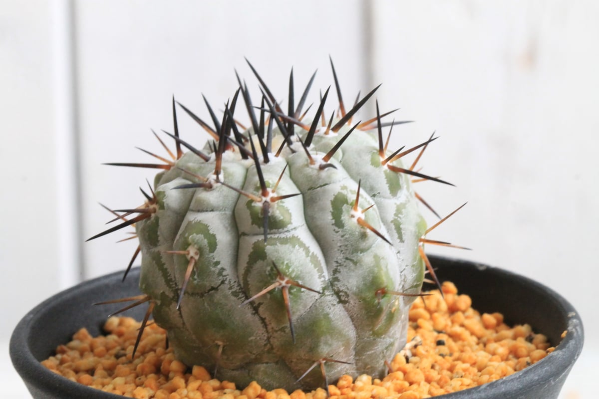 コピアポア シネレア 黒王丸① | hanayoshi-botanical