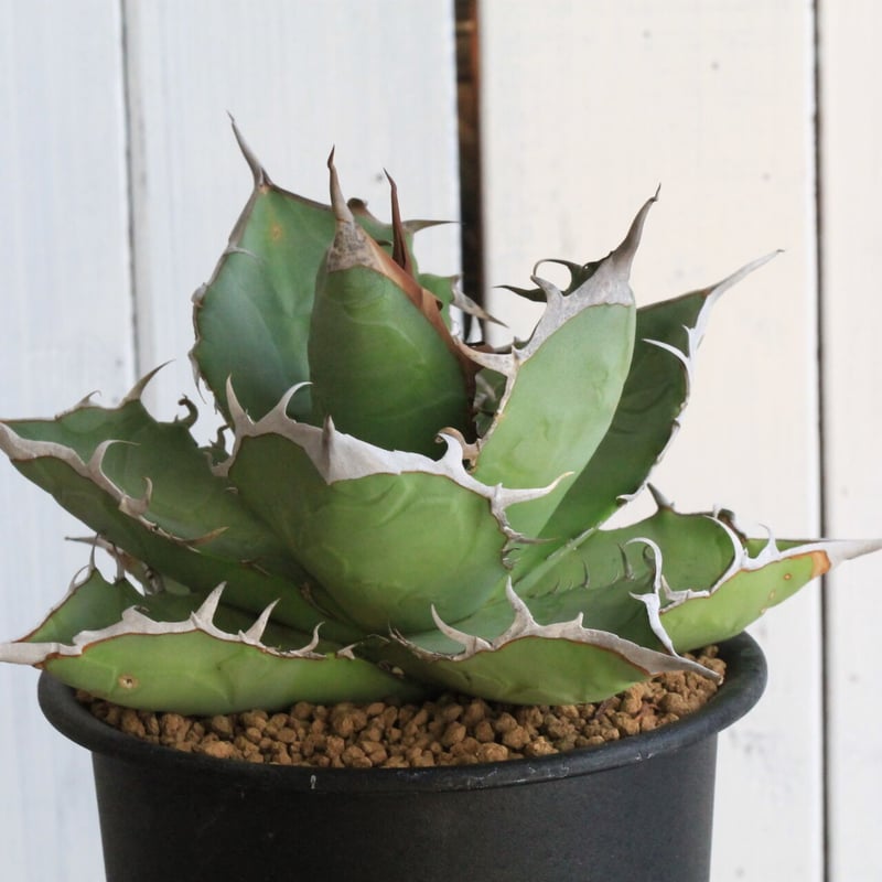 アガベ チタノタ 小島白鯨 | hanayoshi-botanical