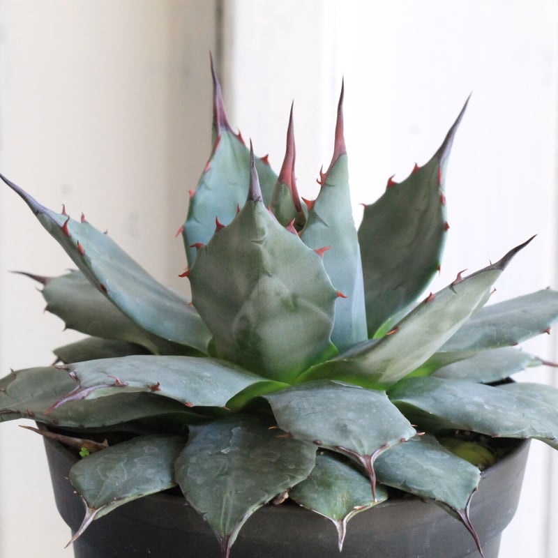 アガベ 姫吉祥天　ムチプリ！ Yahoo!オークション -「アガベ 姫吉祥天」の落札相場・落札価格