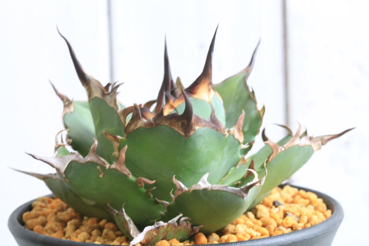 アガベ チタノタ ハデス | hanayoshi-botanical