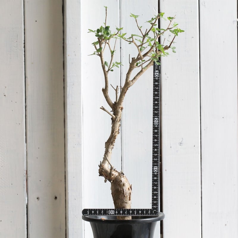 ブルセラ　ファガロイデス　発根済み　2年管理 ブルセラ ファガロイデス | STELLA.PLANTS