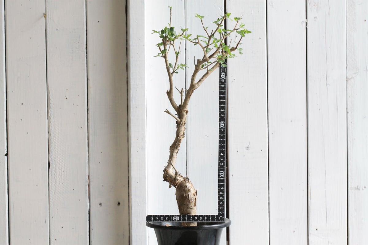 ブルセラ ファガロイデス | hanayoshi-botanical ブルセラ ファガロイデス | hanayoshi-botanical