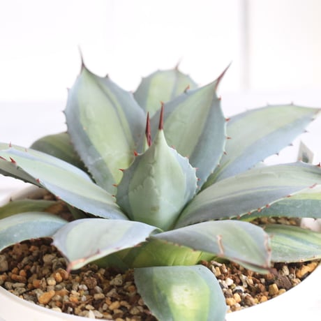 Agave　吉祥天錦