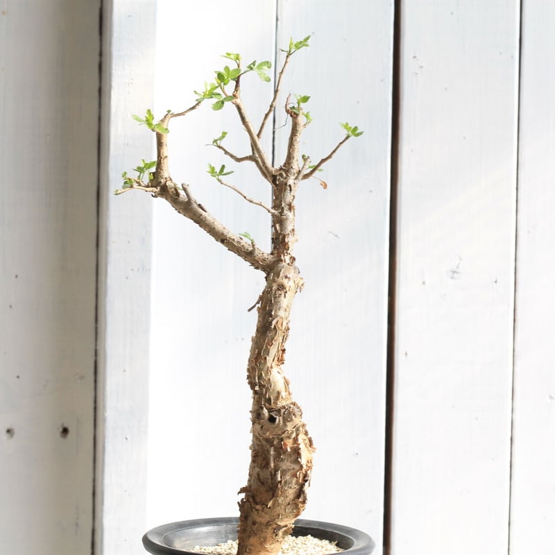 ダ*イ様 ブルセラ・ファガロイデス(現地球、発根済) ブルセラ ファガロイデス | hanayoshi-botanical