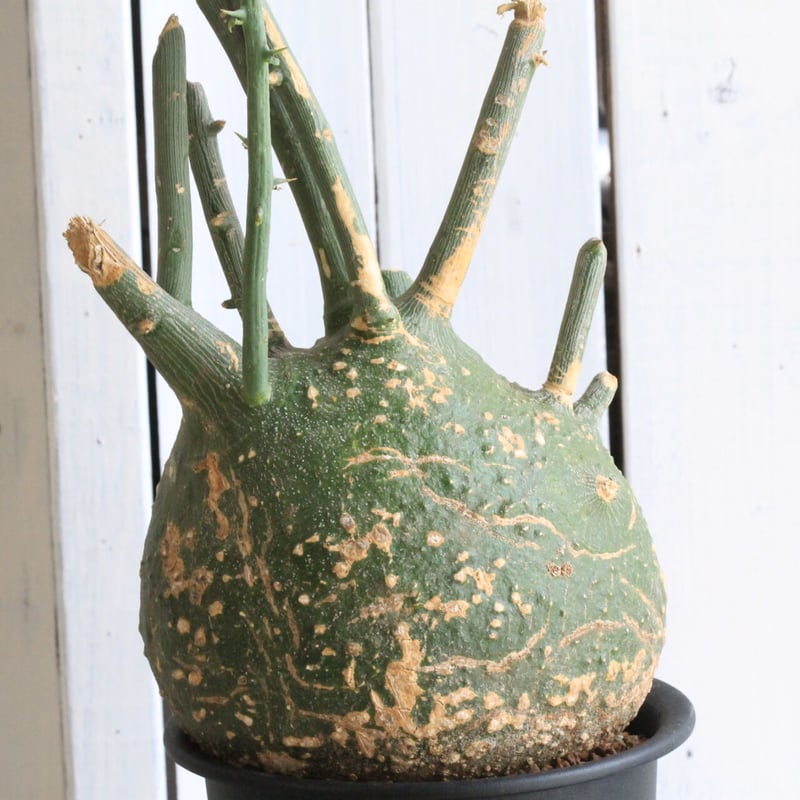 【希少種】アデニア プセウド グロボーサ コーデックス：アデニア プセウドグロボーサ*塊根幅14cm 現品