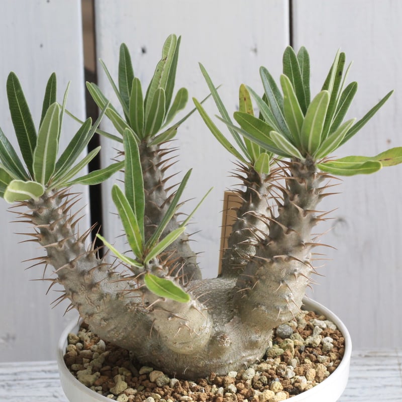 パキポディウム グラキリス 実生 7年 プレステラ90鉢ごと パキポディウム グラキリス 実生 7年 プレステラ90鉢ごと