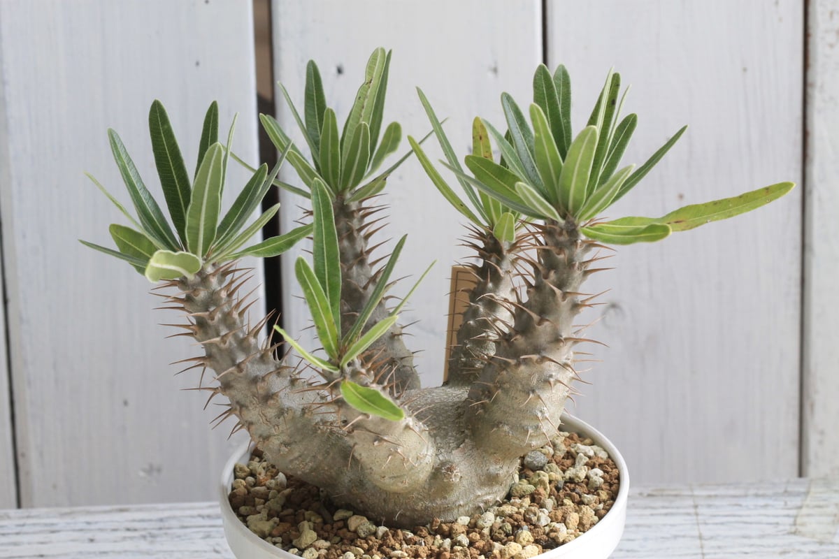 2020年播種　パキポディウムグラキリス実生9 2020年播種 パキポディウムグラキリス実生20 - メルカリ