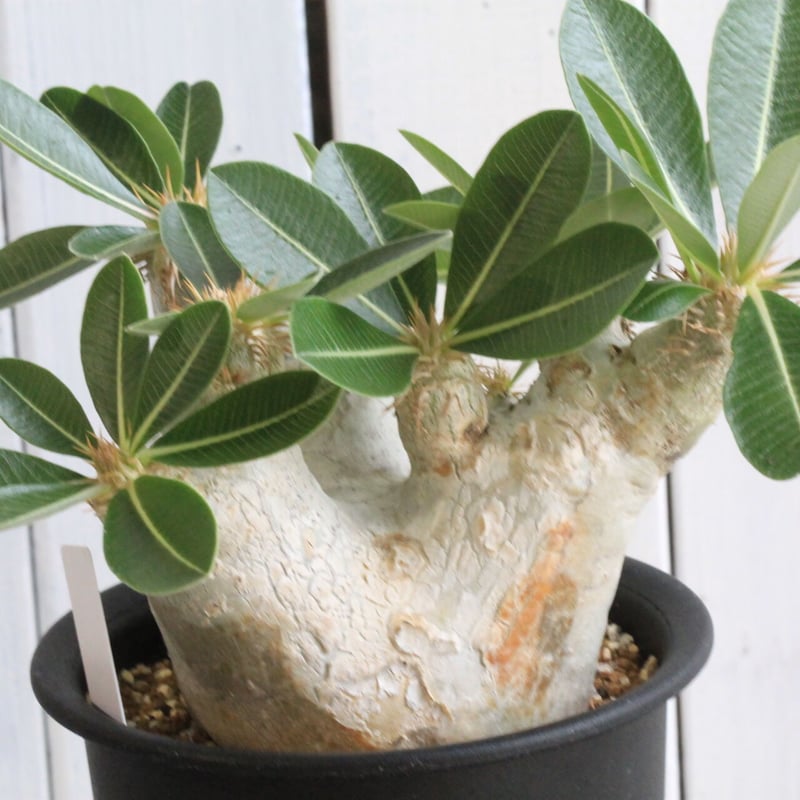 パキポディウムエブレネウム現地球 pachypodium eburneum《L size》※現地球株発根済※エブレらしい樹