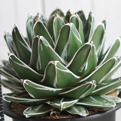 アガベ 特選 ダルマ笹の雪 連れ出せる 