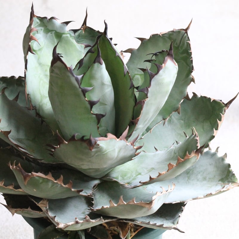 アガベ チタノタ ブラック＆ブルー | hanayoshi-botanical