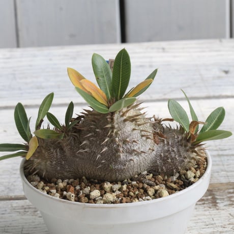 CATEGORY コーデックス | hanayoshi-botanical CATEGORY コーデックス | hanayoshi-botanical