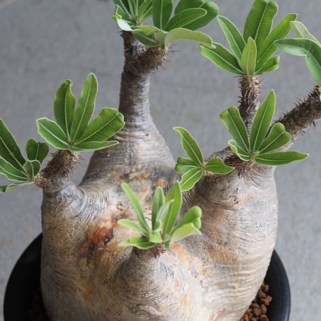 パキポディウム　グラキリス