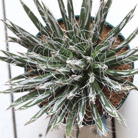 Agave　樹氷