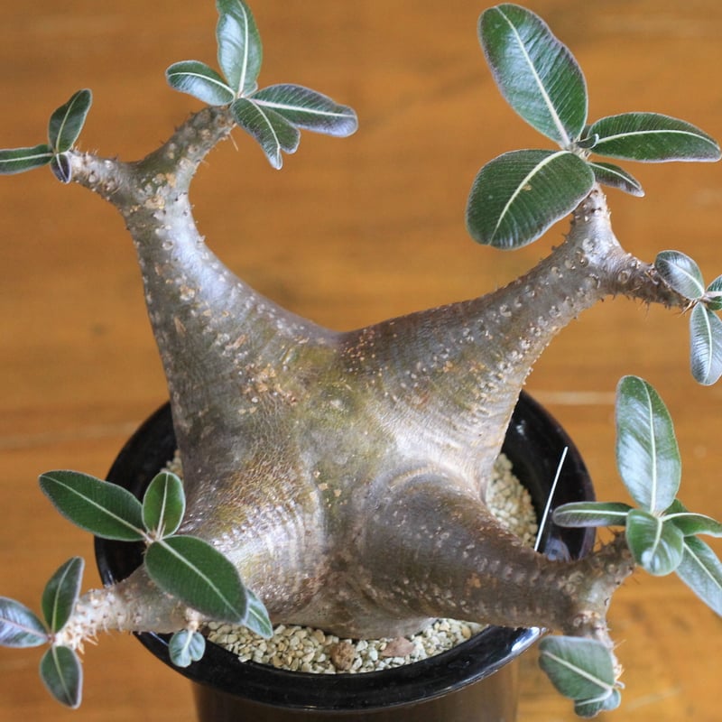 pachypodium cactipes パキポディウム カクティペス | hanayoshi